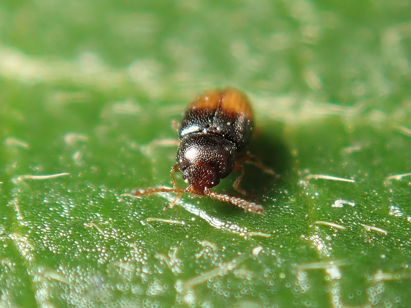 Cryptophagidae: Atomaria mesomela?? Forse s.